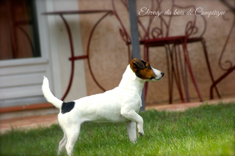 I'm a sweety De La Plaine D'Orion - 2em Excellent - RCACS