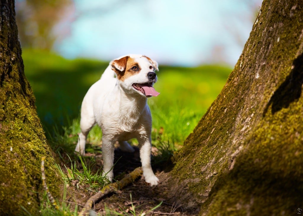 Lalie du Bois de Compiègne - Non classée