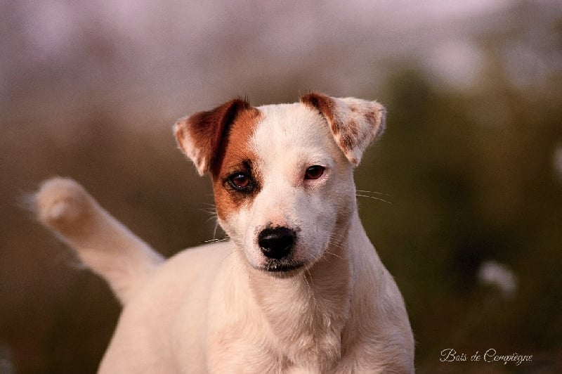 Lalie du Bois de Compiègne - 2 em Excellent