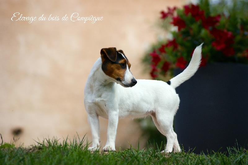 I'm a sweety De La Plaine D'Orion - 2nd TRES BON - Classe jeune