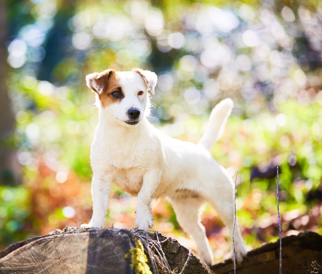 Lalie du Bois de Compiègne - 4 em Excellent - classe ouverte