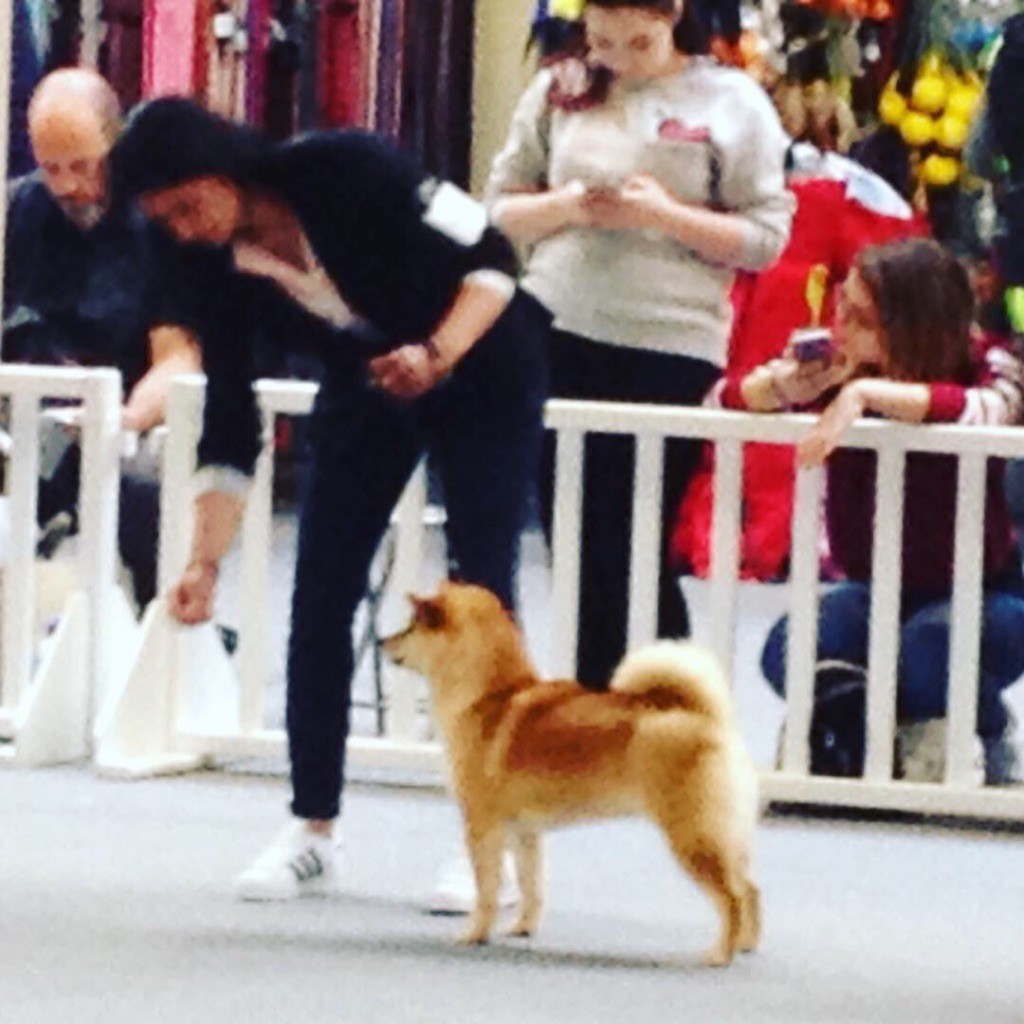 Nanook samurai - 1er Excellent + Meilleur jeune