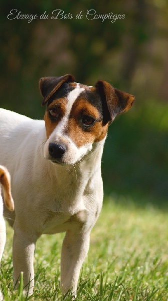 I'm a sweety De La Plaine D'Orion - 3em Très Bon