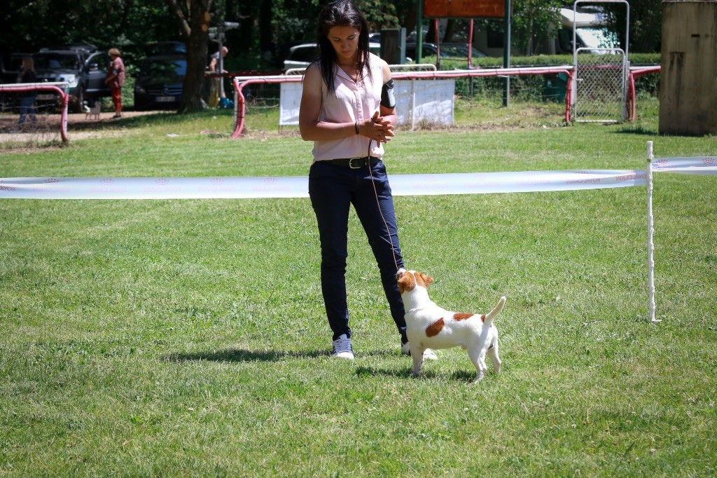 CH. lovely orange Ask me hi - 1 er Excellent -classe inter