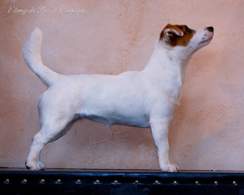 Lalie du Bois de Compiègne - 2em Très prometteur