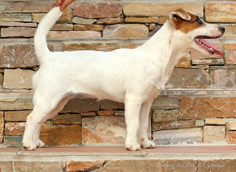 Lalie du Bois de Compiègne - Très prometteur