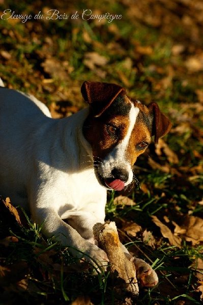 I'm a sweety De La Plaine D'Orion - 2 em Très Bon