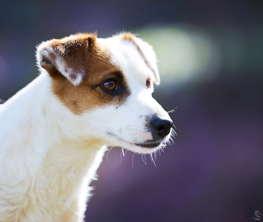 Lalie du Bois de Compiègne - 1er EXCELLENT - CACS - BOB