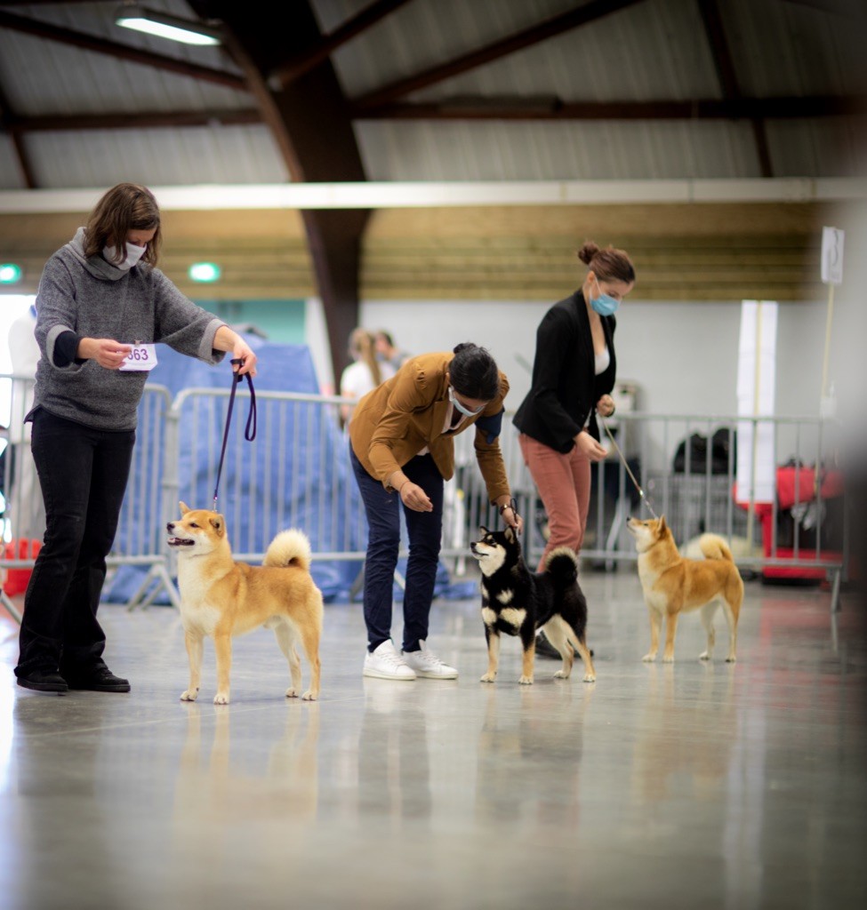 CH. akai hana Kumiko - 1er excellent /12