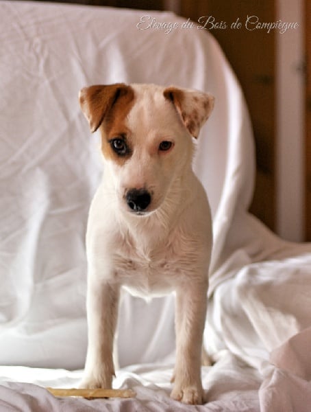 Lalie du Bois de Compiègne - 2 em excellent - classe jeune