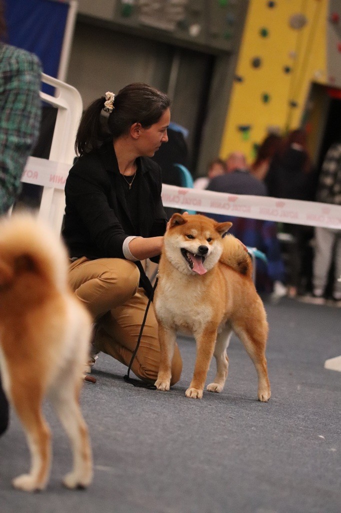 akai hana Misami - CACS + MEILLEUR DE RACE + 2 em DU GROUPE