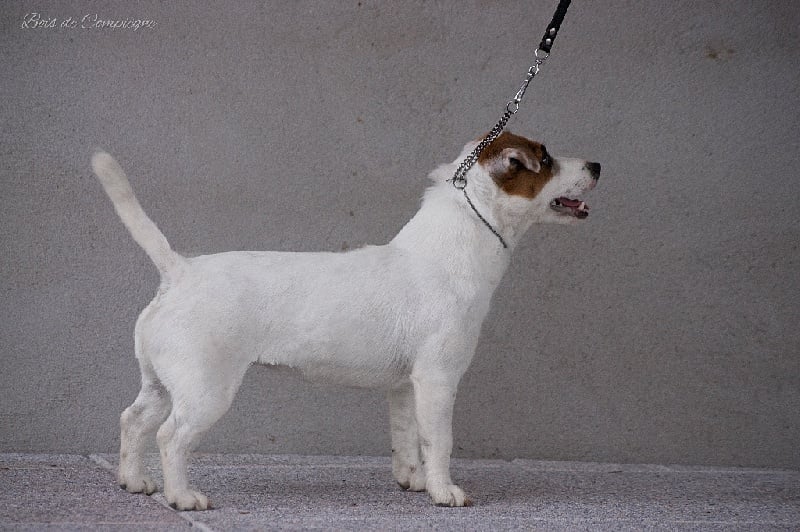 Lalie du Bois de Compiègne - 2 em Excellent - Classe intermédiaire