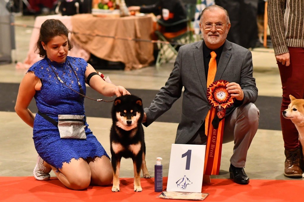 CH. Takuma du Bois de Compiègne - CACS - Meilleur de Race