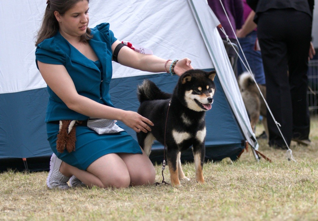 CH. Takuma du Bois de Compiègne - 2em Excellent - RCACS - RCACIB