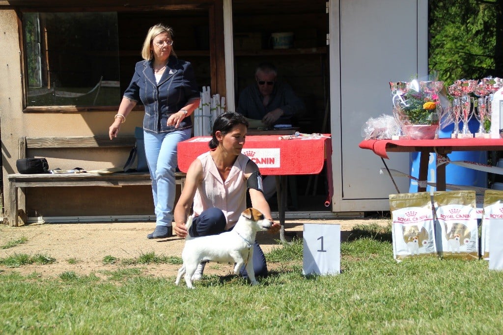 Lalie du Bois de Compiègne - 1er excellent / 8- classe ouverte