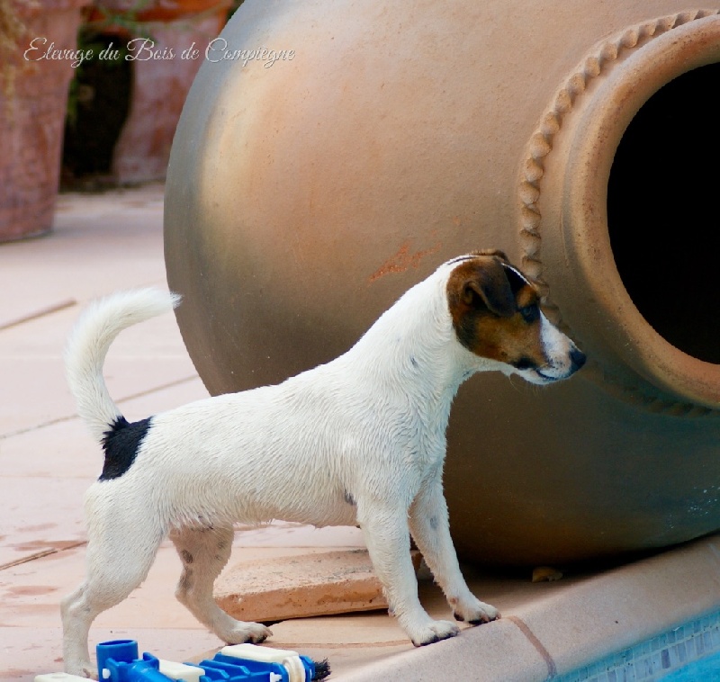 I'm a sweety De La Plaine D'Orion - 1ere Excellent - classe intermédiaire