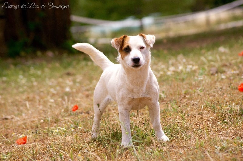 Lalie du Bois de Compiègne - 1er TRES BON - classe intermediaire