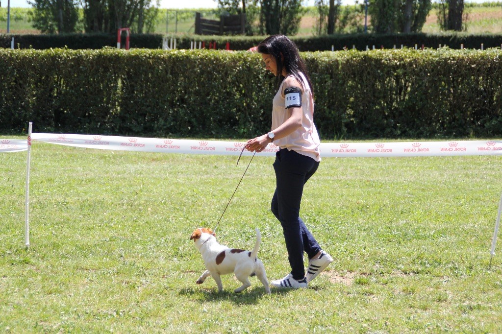 CH. lovely orange Ask me hi - 1er excellent - RCACS