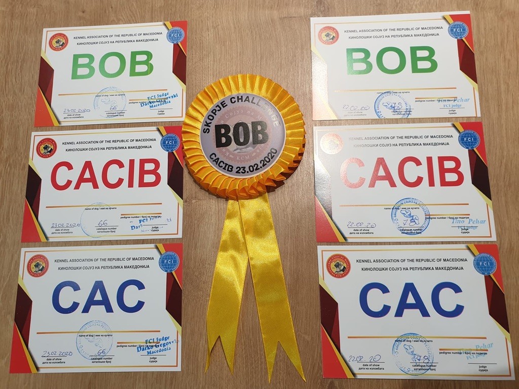 CH. lovely orange Ask me hi - CAC + CACIB + BOB