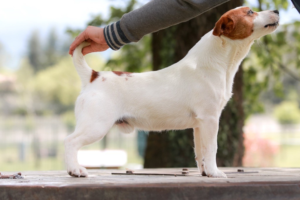 CH. lovely orange Ask me hi - 3eM EXCELLENT