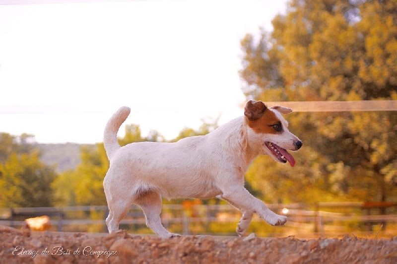 Lalie du Bois de Compiègne - 4 em Excellent - classe intermédiaire