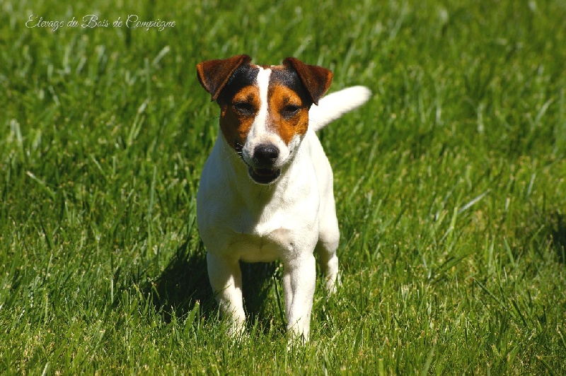 I'm a sweety De La Plaine D'Orion - 1ere Excellent