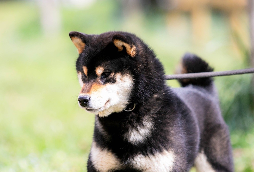 CH. Takuma du Bois de Compiègne - 1 EXCELLENT CACS MEILLEUR SEXE OPPOSE