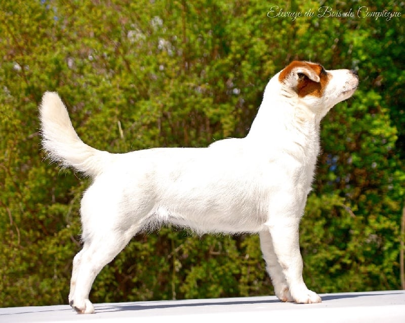 Lalie du Bois de Compiègne - 1er Excellent - BOJ