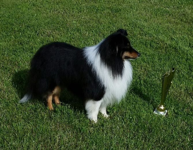 Publication : Du Clan De Briga Auteur : Clan de Briga