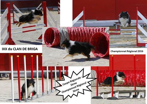 Publication : Du Clan De Briga Auteur : CLAN DE BRIGA