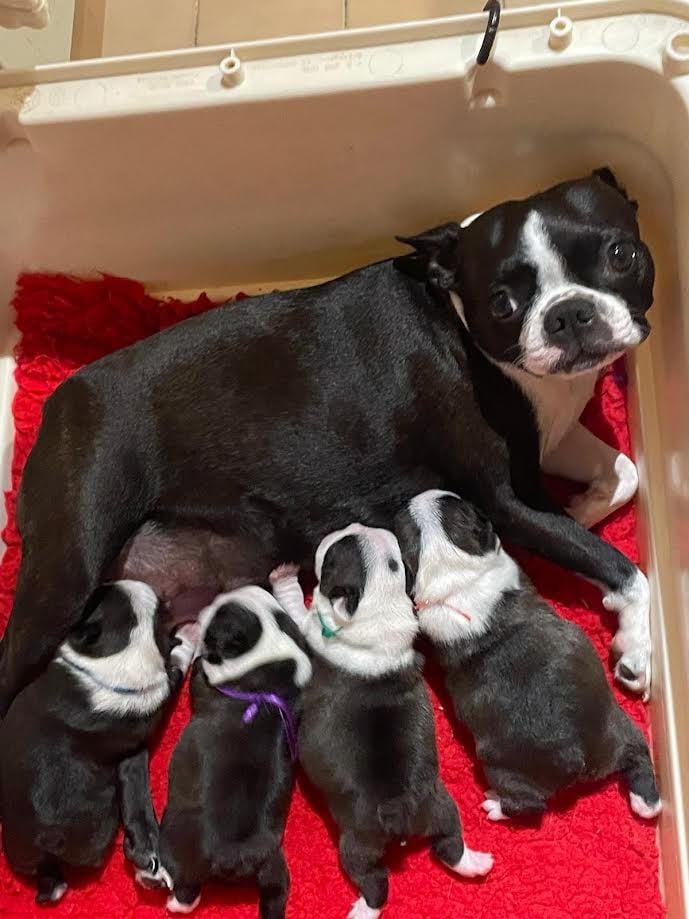 Boston Terrier - des grands moulins du got