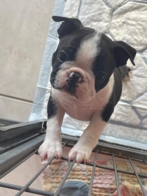 Les chiots de Boston Terrier