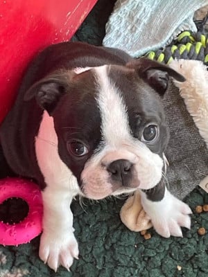 Les chiots de Boston Terrier