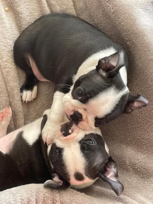 Les chiots de Boston Terrier