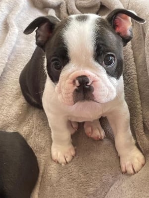 Les chiots de Boston Terrier