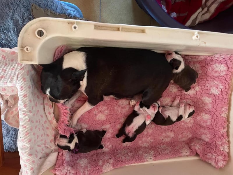 Boston Terrier - des grands moulins du got