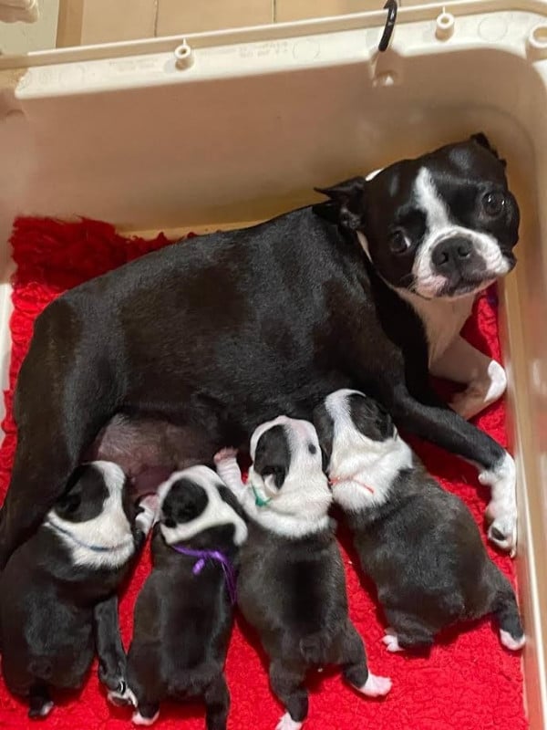 Boston Terrier - des grands moulins du got
