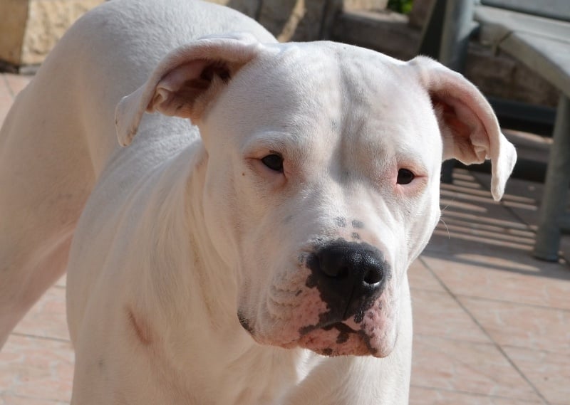 Publication : El Campo De Diamantes