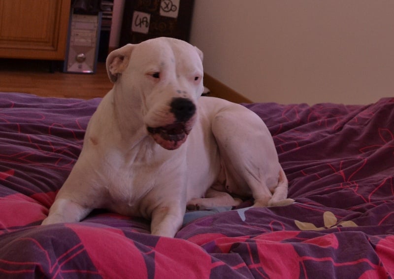 Publication : El Campo De Diamantes