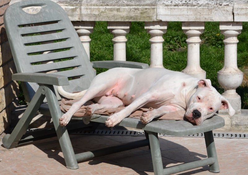 Publication : El Campo De Diamantes