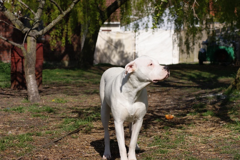 Publication : El Campo De Diamantes