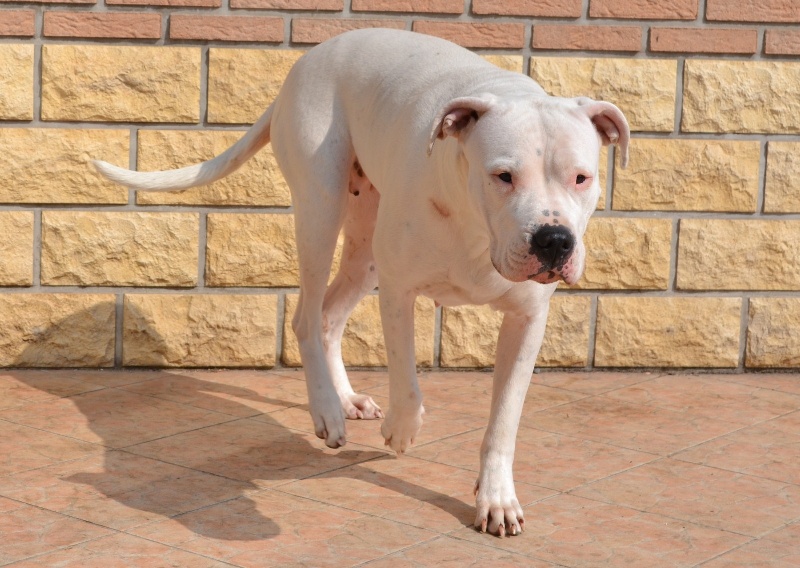 Publication : El Campo De Diamantes