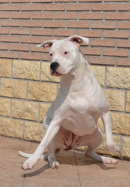 Publication : El Campo De Diamantes