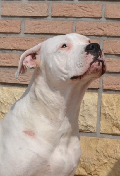 Publication : El Campo De Diamantes