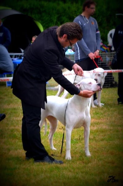 Gina du Domaine du Sable Blanc - MEILLEUR JEUNE MEILLEUR DE RACE 1ière excellente