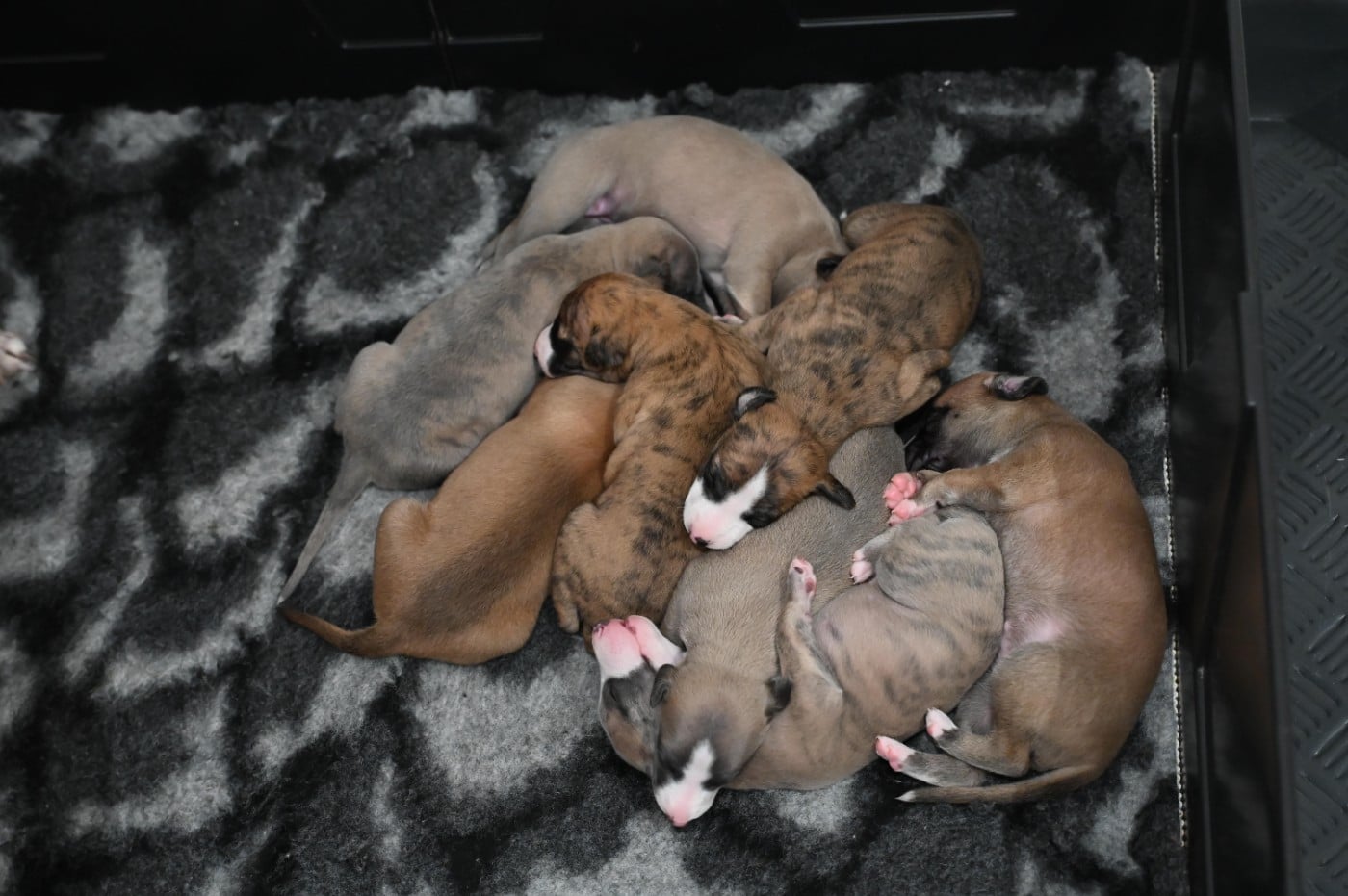 Whippet - Des Horizons De Beauce