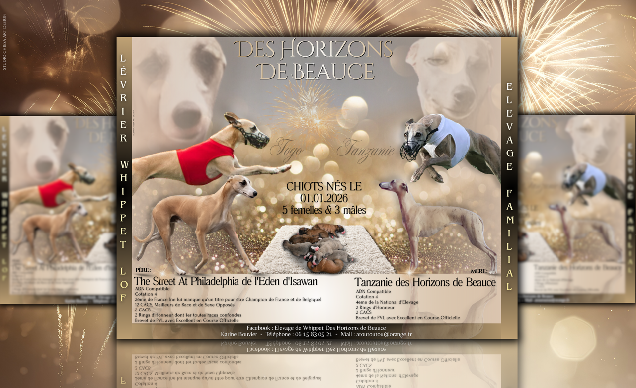 Whippet - Des Horizons De Beauce