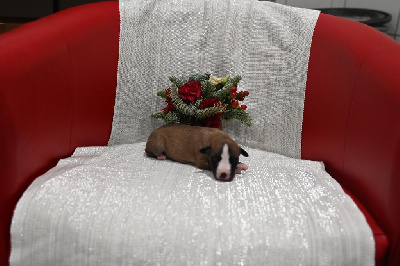 Les chiots de Whippet