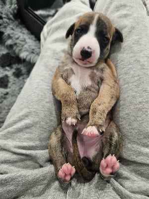Les chiots de Whippet