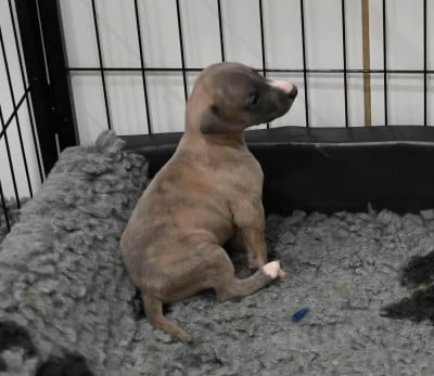 Les chiots de Whippet